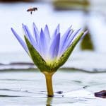bee and lotus brighter 200 square Bee and lotus as symbol of meditation