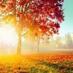 autumn19-600x600sq Autumn light